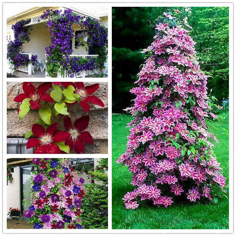 Egrow 100Pcs Clematis Flower Seeds Perennial Vines Climbing Clematis Plant Seed Garden Decoration Egrow 100Pcs Clematis Flower Seeds Perennial Vines Climbing Clematis Plant Seed Garden Decoration