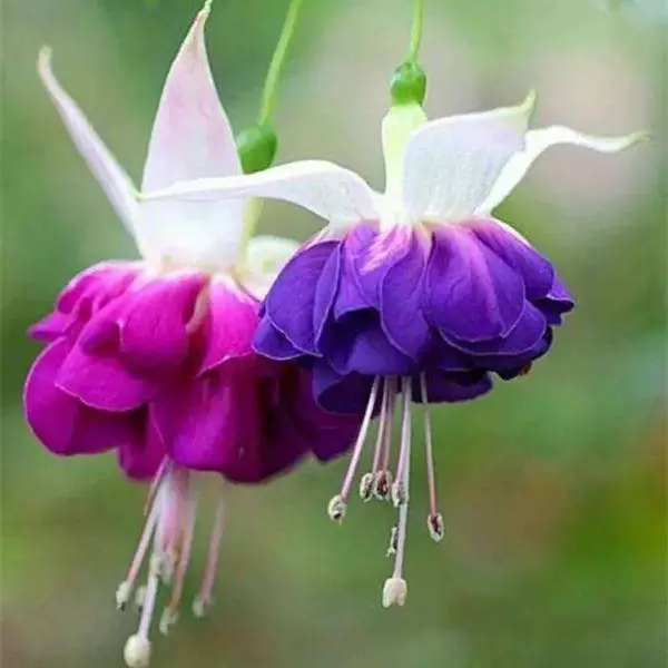 30PCS Fuchsia Hybrida Voss Seeds Potted Ornamental Plants Garden Bonsai