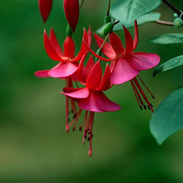 30PCS Fuchsia Hybrida Voss Seeds Potted Ornamental Plants Garden Bonsai