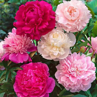 【🌹Schwere Pfingstrose Blumensamen🌹】Blüte üppig und edel, lange Blütezeit, Blütenfarbe, eine Blüte ist in der rechten und linken Nachbarschaft zu riechen, der Duft ist besser als hochwertiges Parfüm!