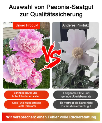 【🌹Schwere Pfingstrose Blumensamen🌹】Blüte üppig und edel, lange Blütezeit, Blütenfarbe, eine Blüte ist in der rechten und linken Nachbarschaft zu riechen, der Duft ist besser als hochwertiges Parfüm!