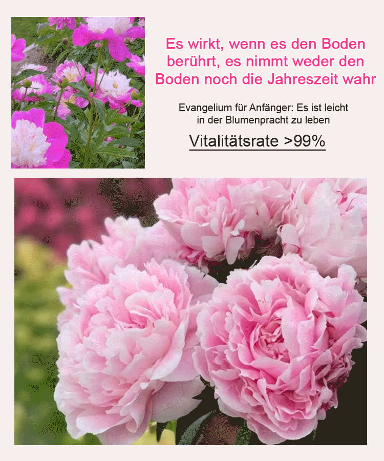【🌹Schwere Pfingstrose Blumensamen🌹】Blüte üppig und edel, lange Blütezeit, Blütenfarbe, eine Blüte ist in der rechten und linken Nachbarschaft zu riechen, der Duft ist besser als hochwertiges Parfüm!