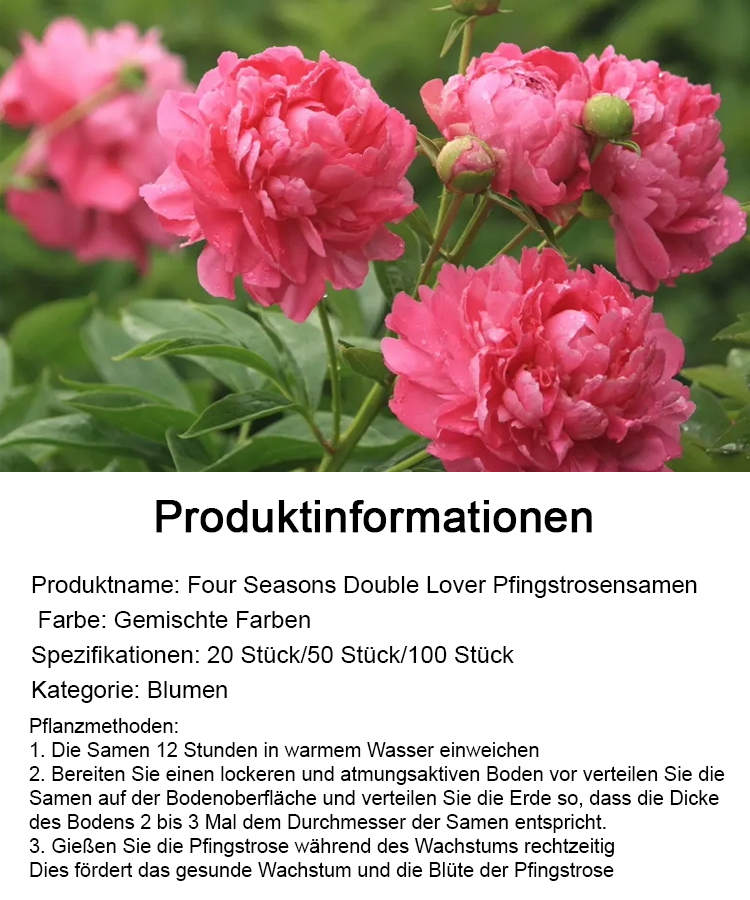 【🌹Schwere Pfingstrose Blumensamen🌹】Blüte üppig und edel, lange Blütezeit, Blütenfarbe, eine Blüte ist in der rechten und linken Nachbarschaft zu riechen, der Duft ist besser als hochwertiges Parfüm!