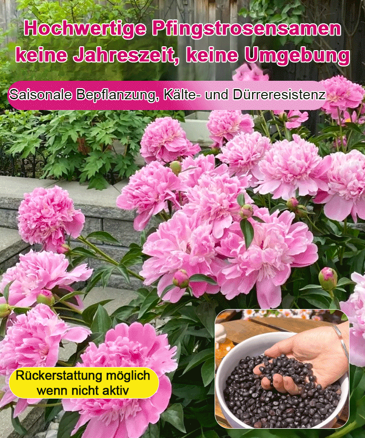 【🌹Schwere Pfingstrose Blumensamen🌹】Blüte üppig und edel, lange Blütezeit, Blütenfarbe, eine Blüte ist in der rechten und linken Nachbarschaft zu riechen, der Duft ist besser als hochwertiges Parfüm!