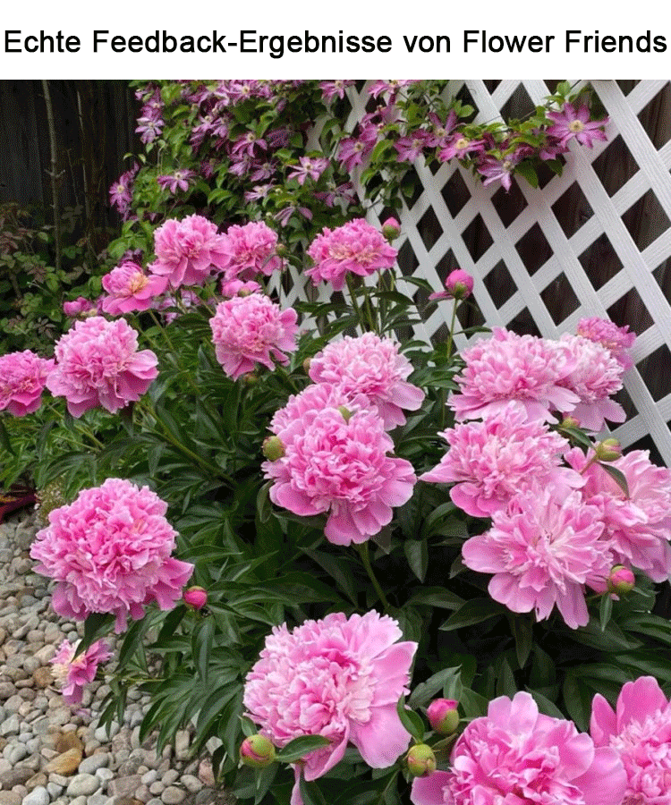 【🌹Schwere Pfingstrose Blumensamen🌹】Blüte üppig und edel, lange Blütezeit, Blütenfarbe, eine Blüte ist in der rechten und linken Nachbarschaft zu riechen, der Duft ist besser als hochwertiges Parfüm!