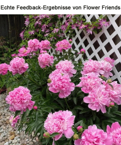 【🌹Schwere Pfingstrose Blumensamen🌹】Blüte üppig und edel, lange Blütezeit, Blütenfarbe, eine Blüte ist in der rechten und linken Nachbarschaft zu riechen, der Duft ist besser als hochwertiges Parfüm!