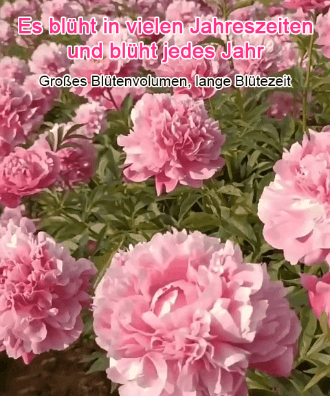 【🌹Schwere Pfingstrose Blumensamen🌹】Blüte üppig und edel, lange Blütezeit, Blütenfarbe, eine Blüte ist in der rechten und linken Nachbarschaft zu riechen, der Duft ist besser als hochwertiges Parfüm!