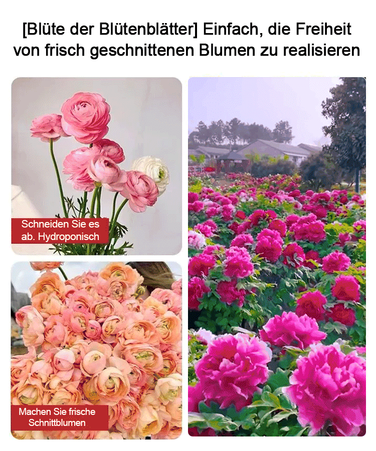 【🌹Schwere Pfingstrose Blumensamen🌹】Blüte üppig und edel, lange Blütezeit, Blütenfarbe, eine Blüte ist in der rechten und linken Nachbarschaft zu riechen, der Duft ist besser als hochwertiges Parfüm!