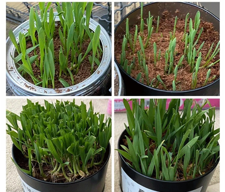 翻译件-XX23041302M-绿植营养土【有机天然椰砖】-1036449_25.jpg