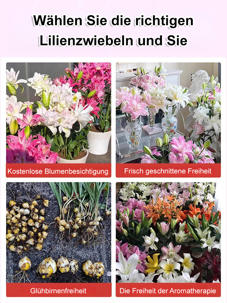 【2025 Neue Sorte】Pflegeleicht, dürreresistent, kältebeständig, große doppelte Blütenblätter duftende Lilien 🌺❄️