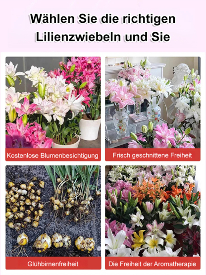 【2025 Neue Sorte】Pflegeleicht, dürreresistent, kältebeständig, große doppelte Blütenblätter duftende Lilien 🌺❄️
