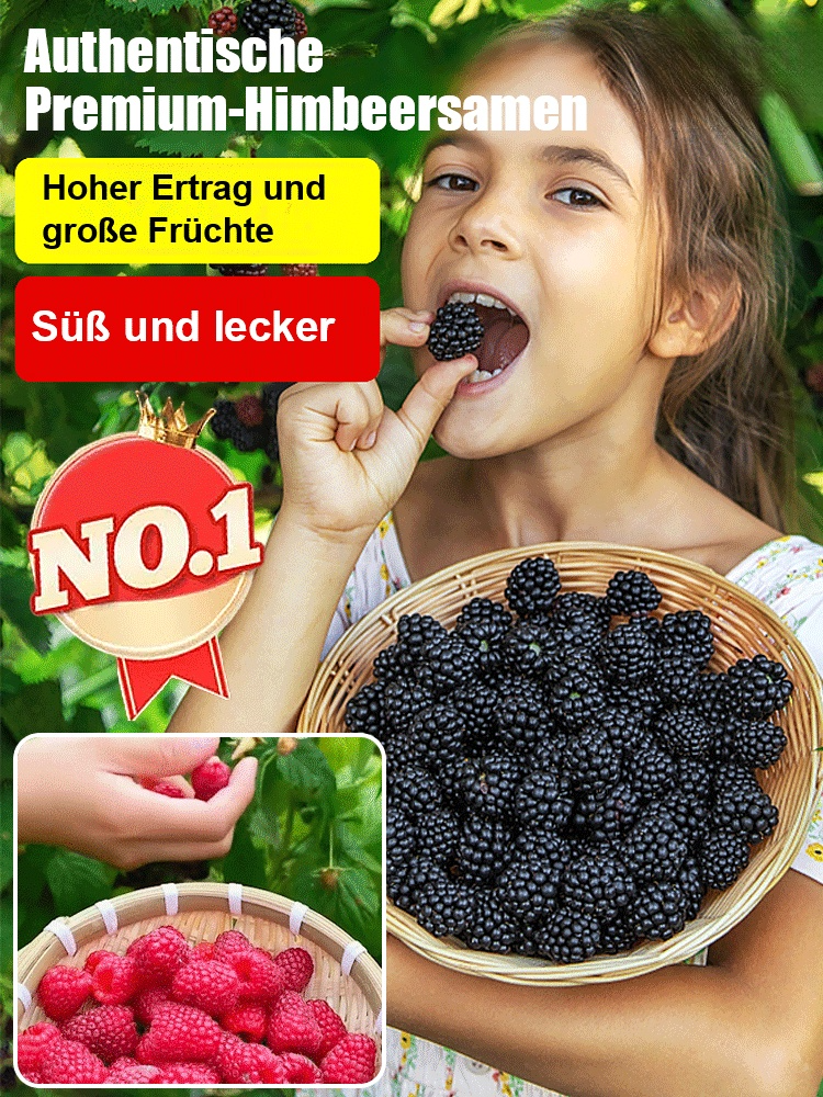Neuste Hybridsorte: 🌱 Dornlose, krankheitsresistente, schädlings- und dürre-/überschwemmungsbeständige Himbeeren 🍇, die nach nur einem Jahr Anbau ihre volle Fruchtreife erreichen 🍓.