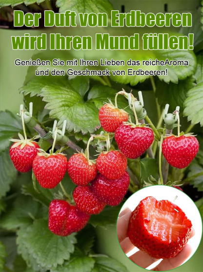 Ganzjährig anbaubar 🍓, Erdbeersamen aus der Normandie 🇫🇷.