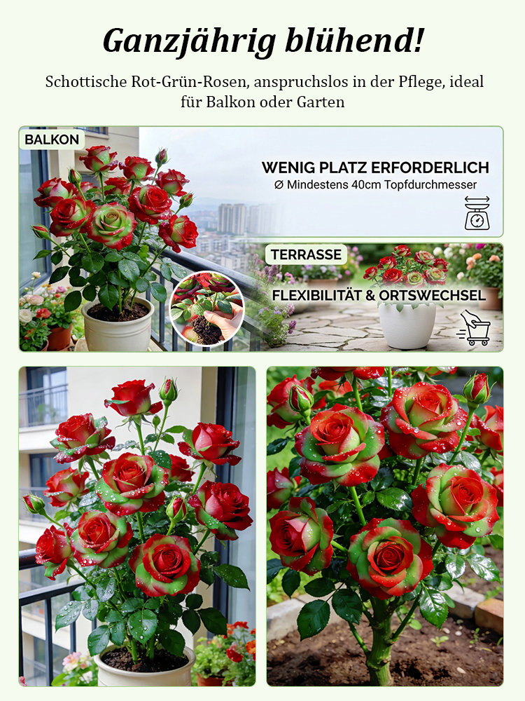 Seltene Rot-Grüne Rose 🌹 30 Tage Blüte ⏳ 200 Tage Pracht ✨ Winterhart ❄️ 1+1 GRATIS 🎁