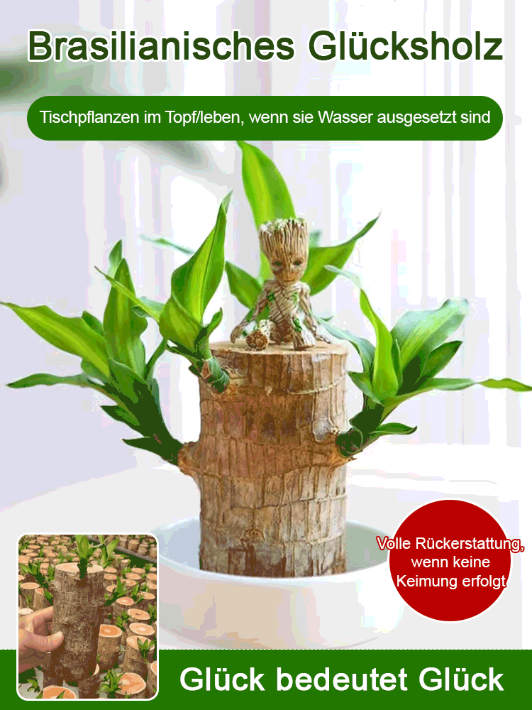 【Glückswende】 wassergepflegte Glückspflanze als grünes Topfgewächs