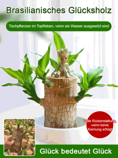 【Glückswende】 wassergepflegte Glückspflanze als grünes Topfgewächs