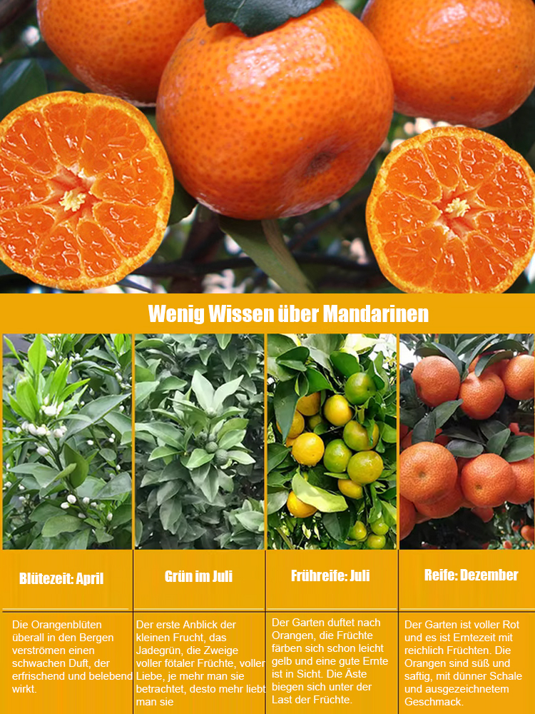 【Überlebensgarantie】Zweijährige verbesserte Zuckermandarinensetzlinge, geeignet für Innen- und Außenanbau 🍊