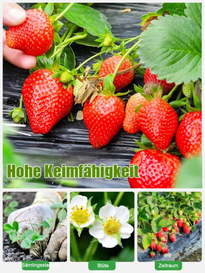 Ganzjährig anbaubar 🍓, Erdbeersamen aus der Normandie 🇫🇷.