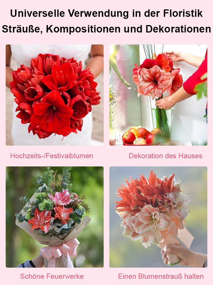 🌿 Hitze- und kältebeständige neue Sorte von Amaryllis, Zwiebeln direkt vom Hersteller geliefert und garantiert lebensfähig! 📦✨