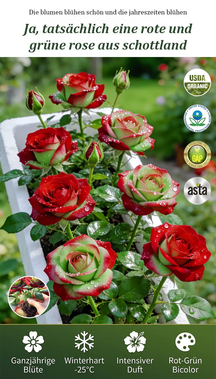 翻译件-JC-苏格兰红绿玫瑰花苗-1346057-系统_03.jpg
