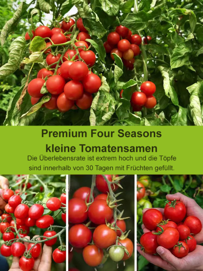Hausgemachte Balkon-Zwerg-Topf-Pearl-Tomate