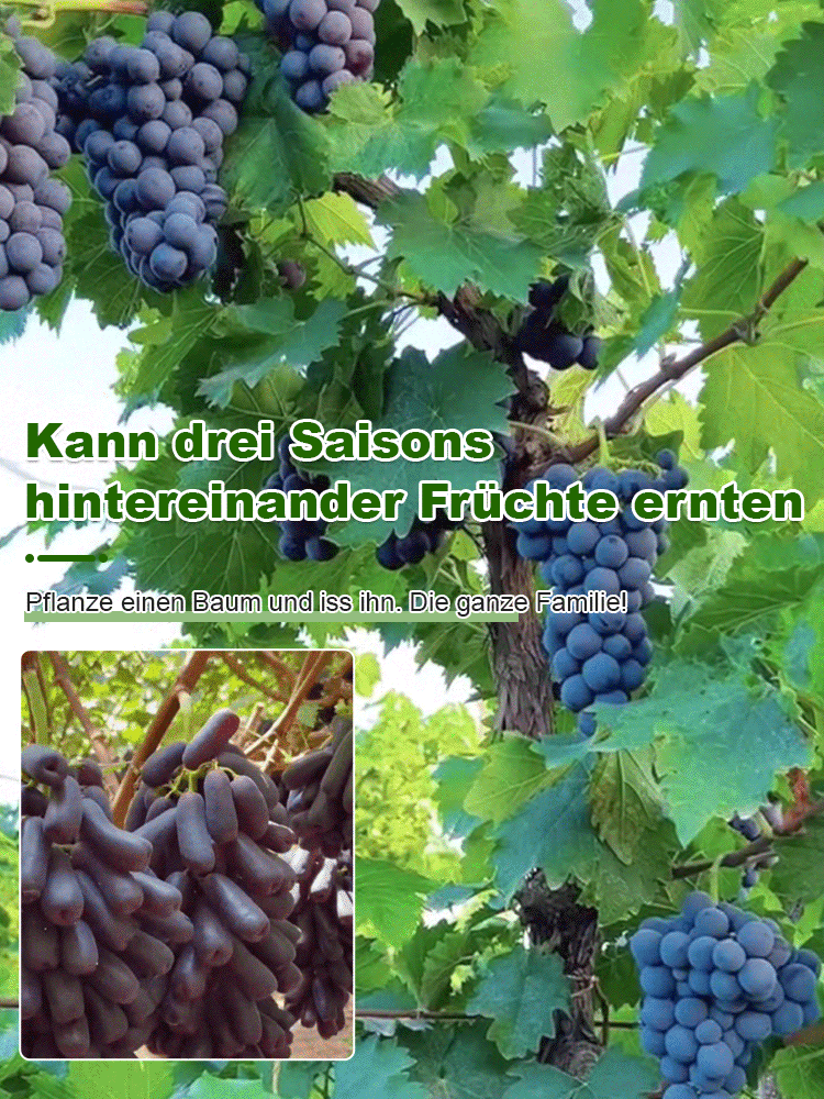 【Eine Rebe, die den ganzen Hof bedeckt】Kletternde Weintraubenkerne