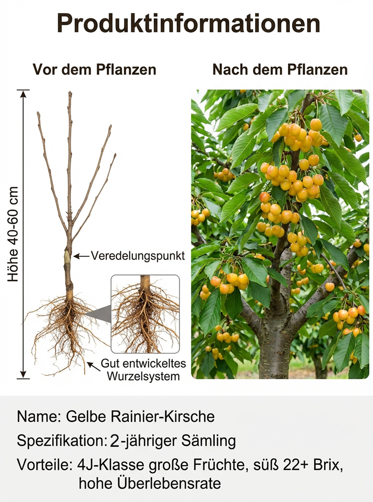 【Ergebnis des Jahres】Verbesserte Sorte, vogelfeste, frühreifende Rainier-Gelb-Kirschbaumsetzlinge