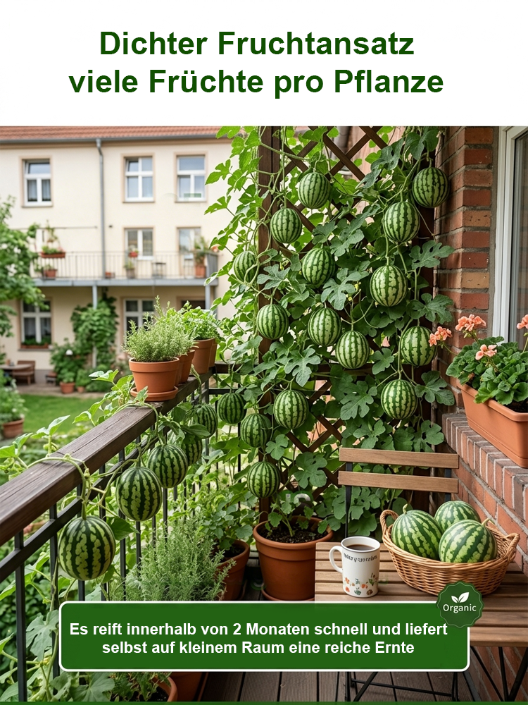 Mini-Wassermelone Samen für Balkon 🍉 Ultradünne Schale Kernlos 60 Tage Ernte Einfacher Anbau