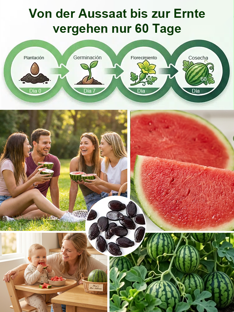 Mini-Wassermelone Samen für Balkon 🍉 Ultradünne Schale Kernlos 60 Tage Ernte Einfacher Anbau