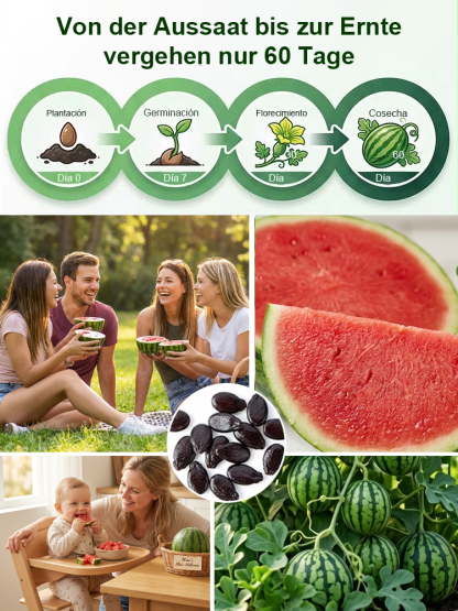 Mini-Wassermelone Samen für Balkon 🍉 Ultradünne Schale Kernlos 60 Tage Ernte Einfacher Anbau
