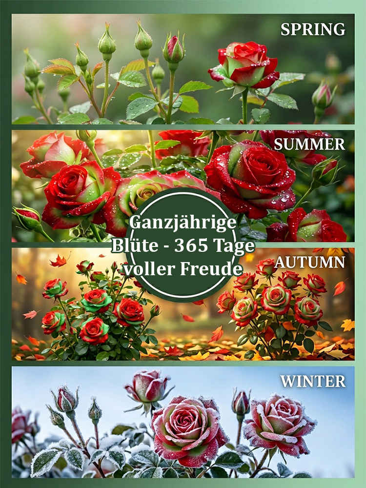 Seltene Rot-Grüne Rose 🌹 30 Tage Blüte ⏳ 200 Tage Pracht ✨ Winterhart ❄️ 1+1 GRATIS 🎁