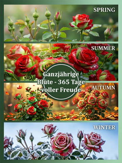 Seltene Rot-Grüne Rose 🌹 30 Tage Blüte ⏳ 200 Tage Pracht ✨ Winterhart ❄️ 1+1 GRATIS 🎁