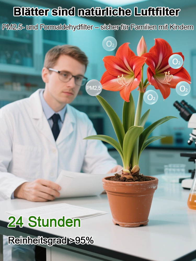 🌿 Hitze- und kältebeständige neue Sorte von Amaryllis, Zwiebeln direkt vom Hersteller geliefert und garantiert lebensfähig! 📦✨