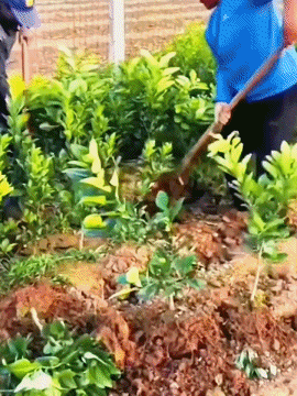 【Überlebensgarantie】Zweijährige verbesserte Zuckermandarinensetzlinge, geeignet für Innen- und Außenanbau 🍊