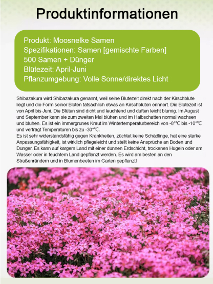 🌸 Blütenmeer-Pracht! Zwerg-Zierkirsche Samen 🌿❄️ – Kompakt & Winterhart für Miniatur-Blütenträume ✨  