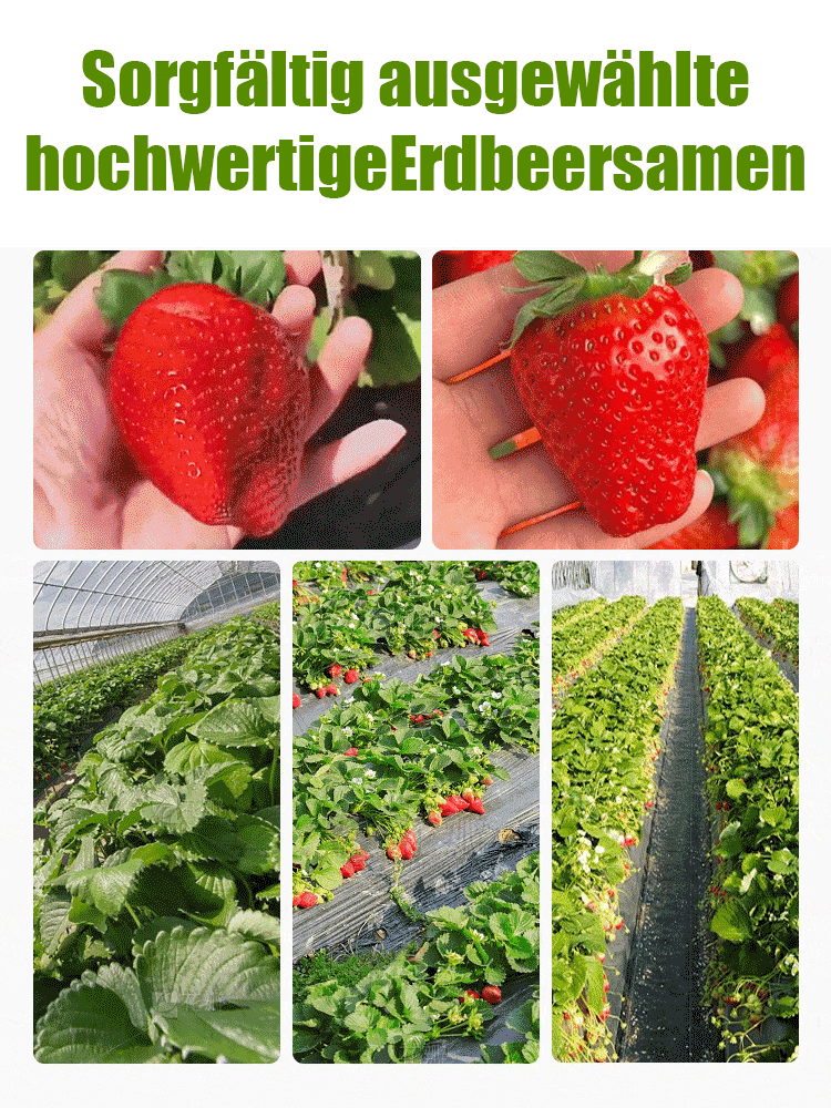 Ganzjährig anbaubar 🍓, Erdbeersamen aus der Normandie 🇫🇷.