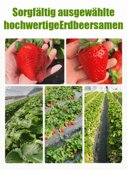 Ganzjährig anbaubar 🍓, Erdbeersamen aus der Normandie 🇫🇷.