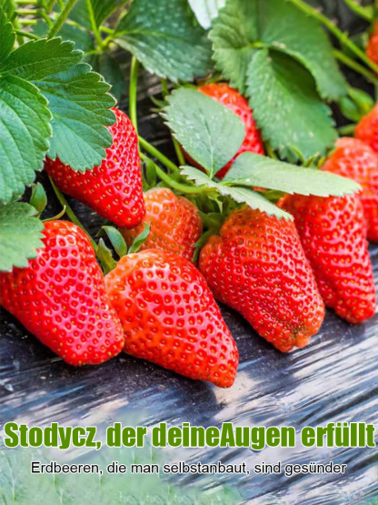 Ganzjährig anbaubar 🍓, Erdbeersamen aus der Normandie 🇫🇷.