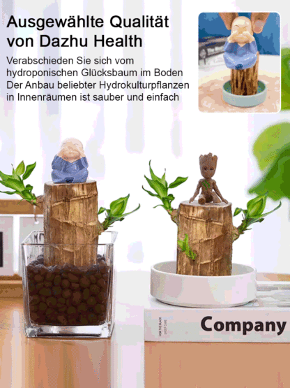 【Glückswende】 wassergepflegte Glückspflanze als grünes Topfgewächs