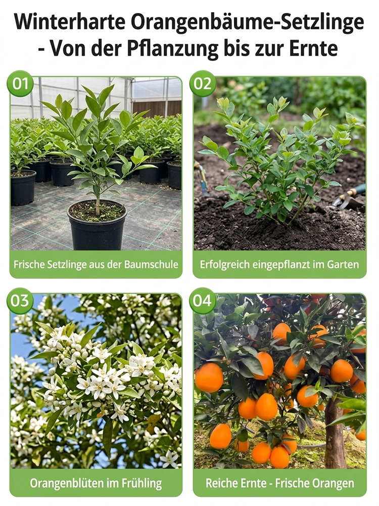 Winterharte Navel Orangenbäume bis -30°C Frostfest 2 Jahre alt Selbstbefruchtend Bio Qualität Ernte Garantie 🍊❄️
