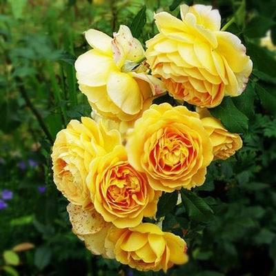 Einmal pflanzen, jedes Jahr blühen! 🌹 Genetisch verbesserte Kletterrosen 🌿 verwandeln Ihren Garten in ein Blumenmeer! 🌸