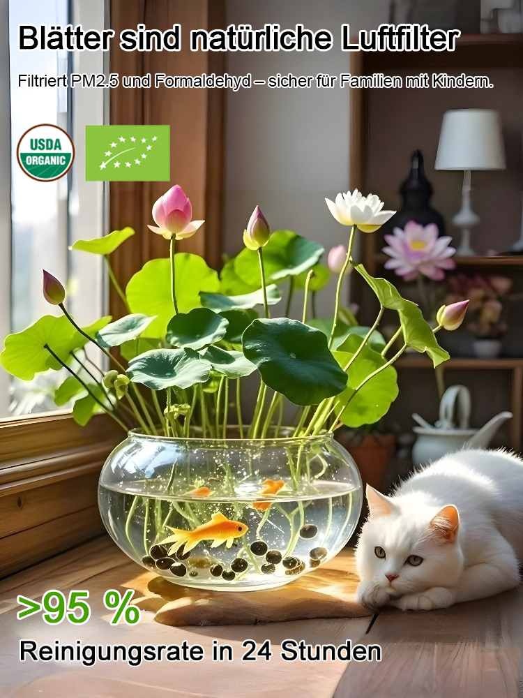 🌬️ Luftreinigung, Entfernung von Formaldehyd, duftet besser als Parfüm! 🌸 Die Seerose, die ohne Erde angebaut werden kann!