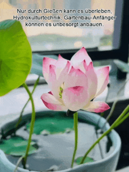 🌬️ Luftreinigung, Entfernung von Formaldehyd, duftet besser als Parfüm! 🌸 Die Seerose, die ohne Erde angebaut werden kann!