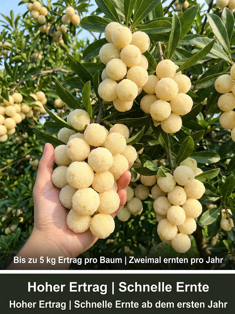 ✨ Weiße Kristall-Yumberry: Jetzt pflanzen + diesen Sommer riesige, zuckersüßeFrüchte ernten! ⚪🍓 Winterhart & perfekt für den Balkon!