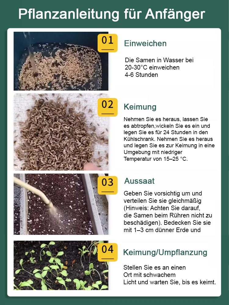 3 Tage zur Keimung, 3 Wochen bis zur Reife 🌱, dann muss man keinen Salat mehr im Supermarkt kaufen 🥗.