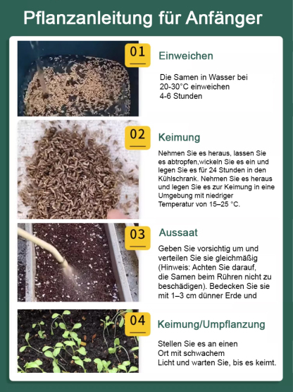 3 Tage zur Keimung, 3 Wochen bis zur Reife 🌱, dann muss man keinen Salat mehr im Supermarkt kaufen 🥗.