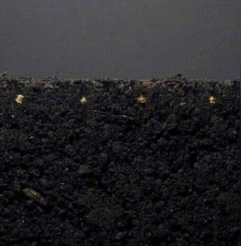 翻译件-XX23041302M-绿植营养土【有机天然椰砖】-1036449_20.gif