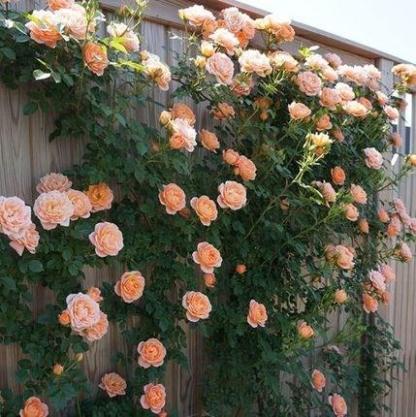 Einmal pflanzen, jedes Jahr blühen! 🌹 Genetisch verbesserte Kletterrosen 🌿 verwandeln Ihren Garten in ein Blumenmeer! 🌸