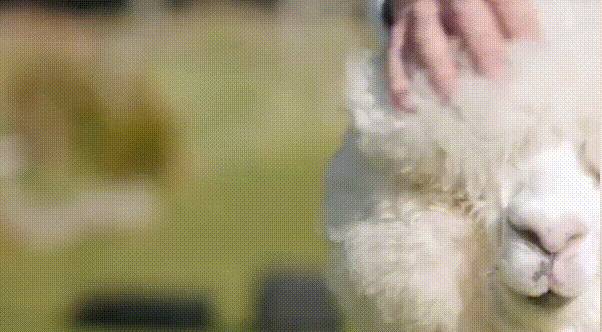 1613727698491177.gif