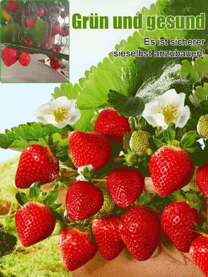 Ganzjährig anbaubar 🍓, Erdbeersamen aus der Normandie 🇫🇷.